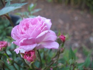 SWEET FAIRY (miniature)